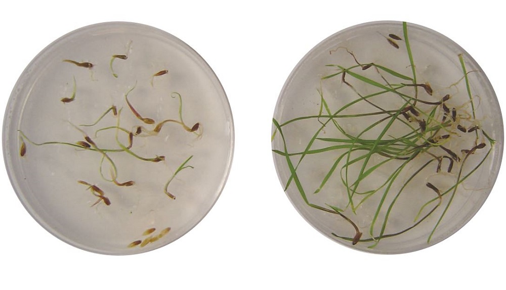 Rapid tests for herbicide resistance (susceptible and resistant grass weeds in a petri dish)